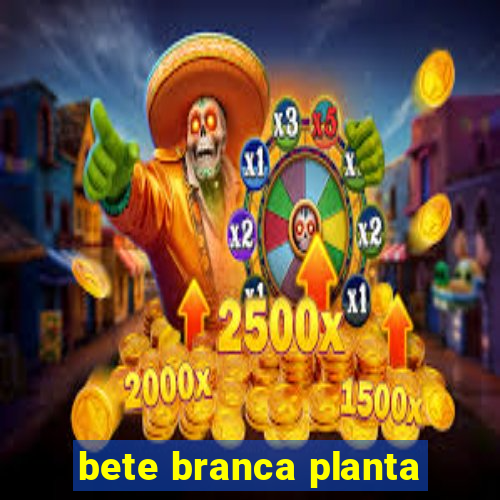 bete branca planta